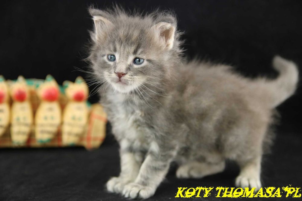 Kocurek Maine Coon Niebieski Klasycznie Pręgowany, Torro Koty Thomasa*