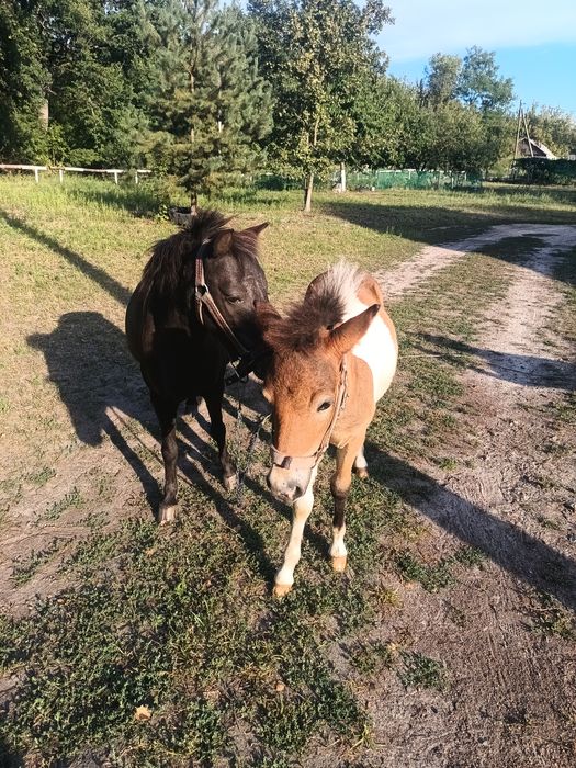 Продам  жеребёнка пони