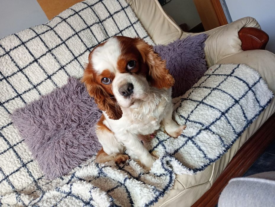 Cavalier king charles spaniel szczenię