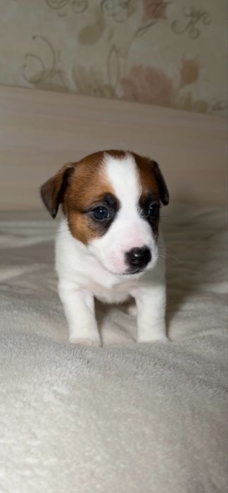 Найкращі малюки Джек Рассел терʼєра