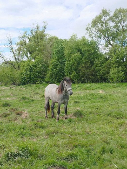 Молодий кінь, високий