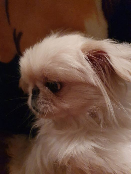 В'язка Королівського пекінеса.