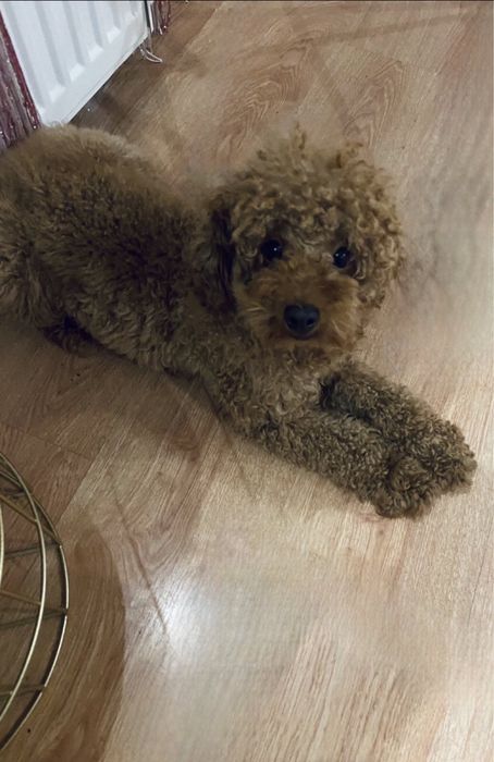 Девочка той пудель ред китай 4 года