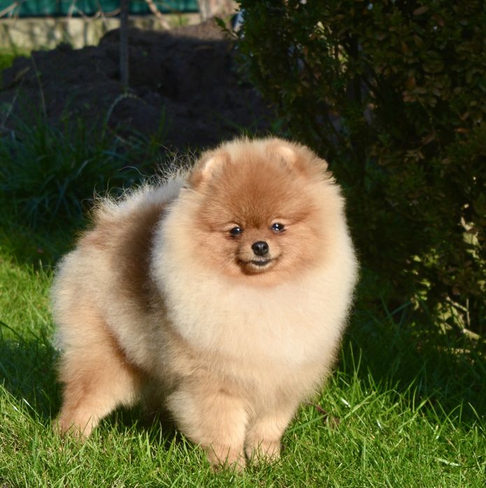 Дівчинка міні 8 місяців