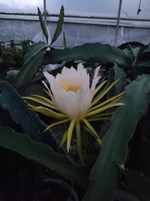 Mudas de pitaya de várias variedades