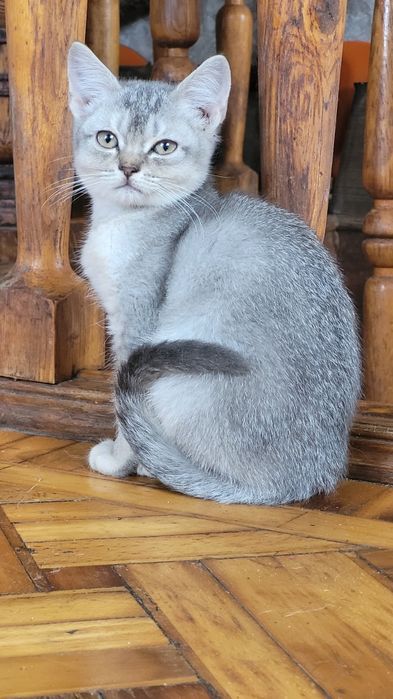 Мальчик шиншилла голубой тикированный