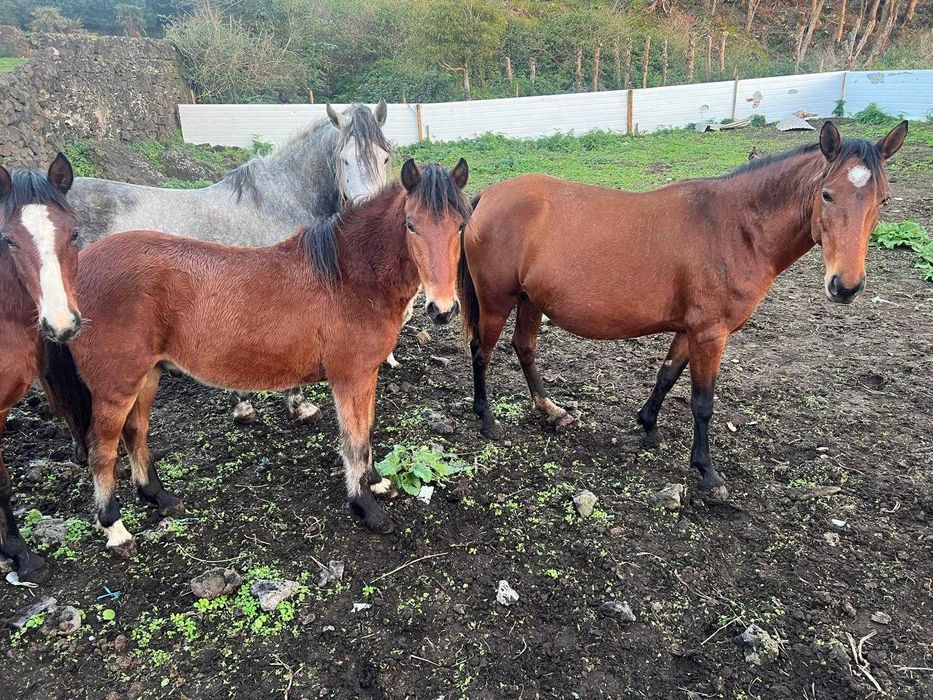 Vários Cavalos dóceis para venda