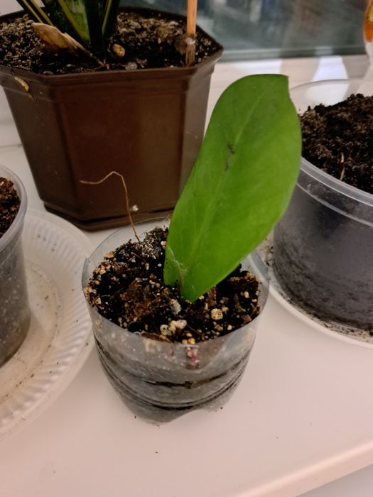 Продаєця заміакулькас сансіверія