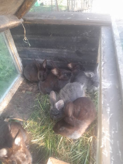 Молодняк срібло.