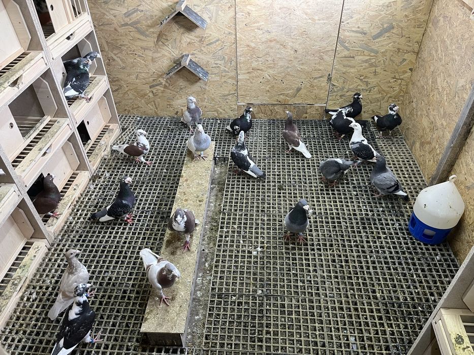 Gołębie staropolskie