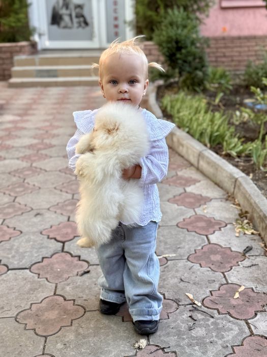 Шпиц мини мальчик