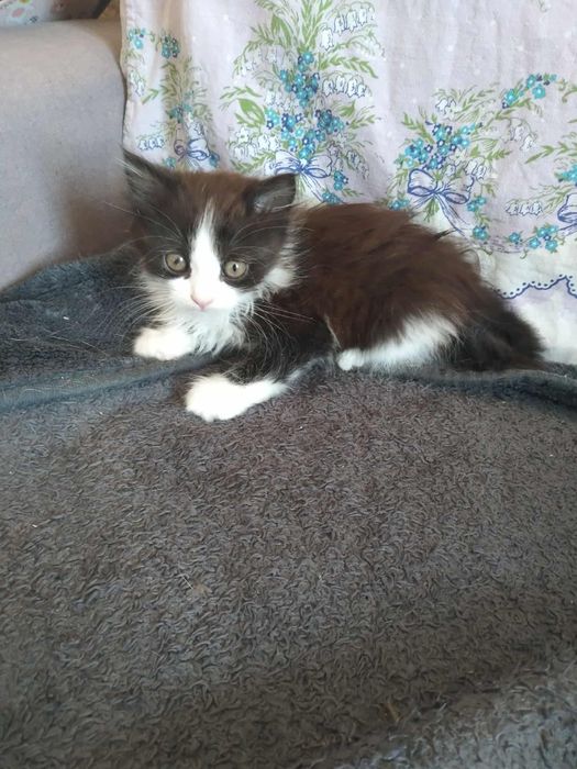 Пухнасте кошеня шукає господаря