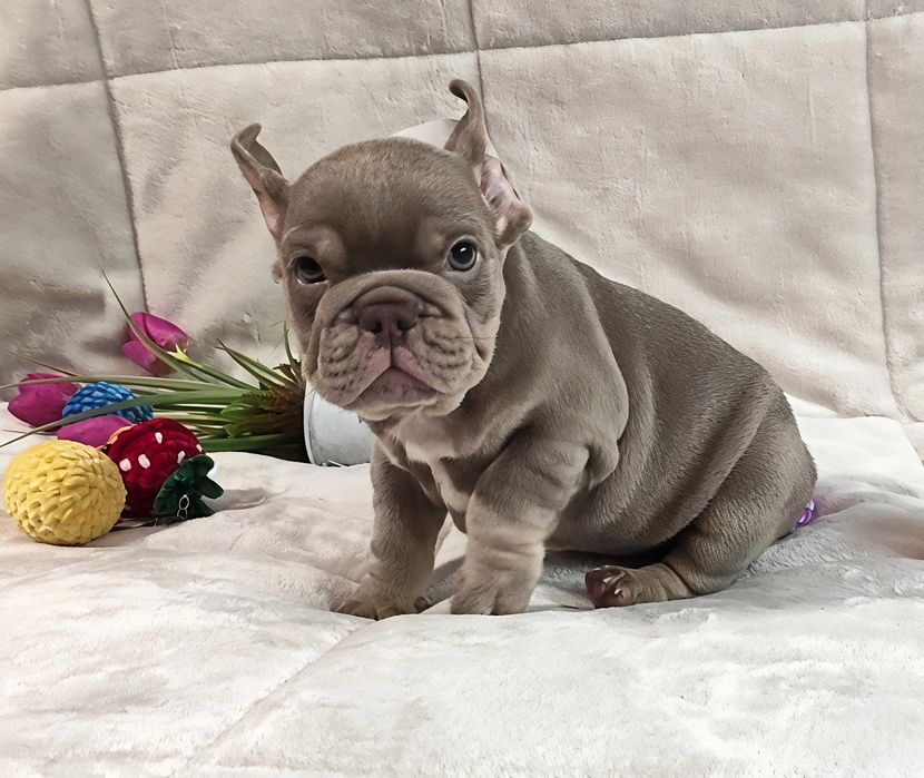 Bulldogue francês окрас Merle