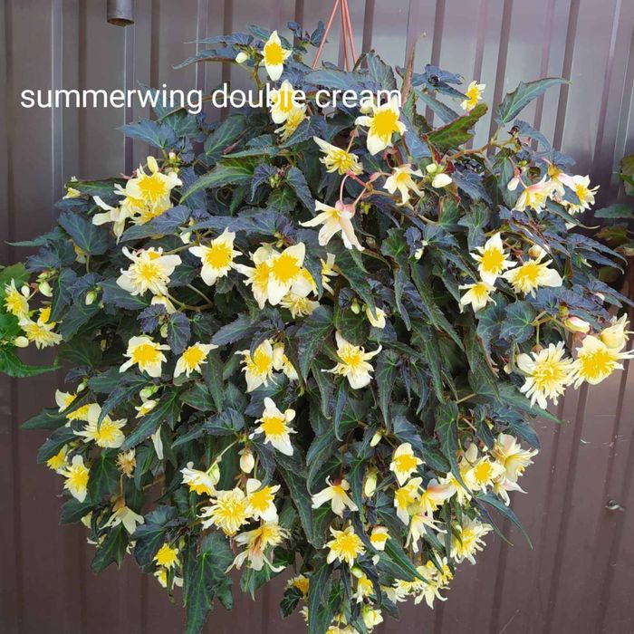 Ампельная бегония