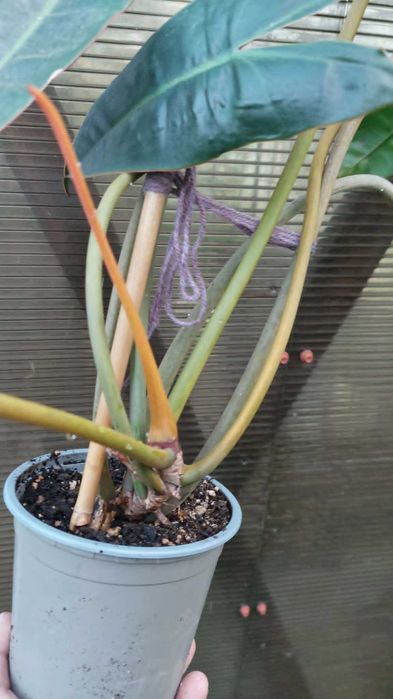 Philodendron Billietiae.