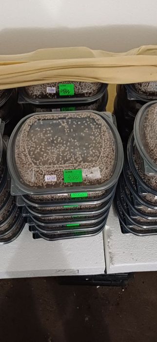 Мальок равлика Helix aspersa muller (мюллер) на 26 рік