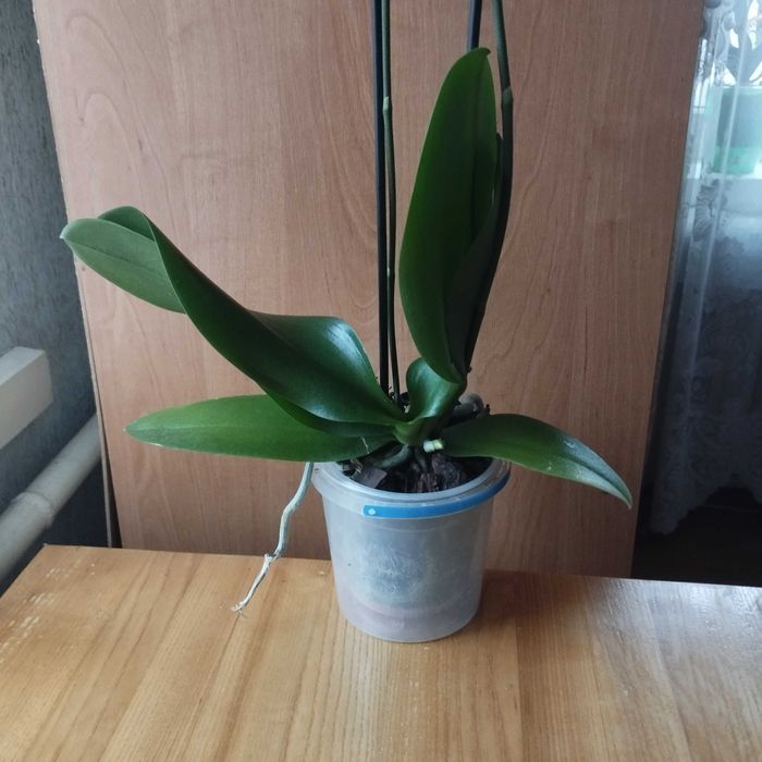 Продам орхідею Бебі Динаміт