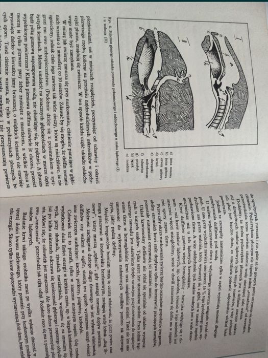 Sekrety delfinów Jadwiga Wernerowa