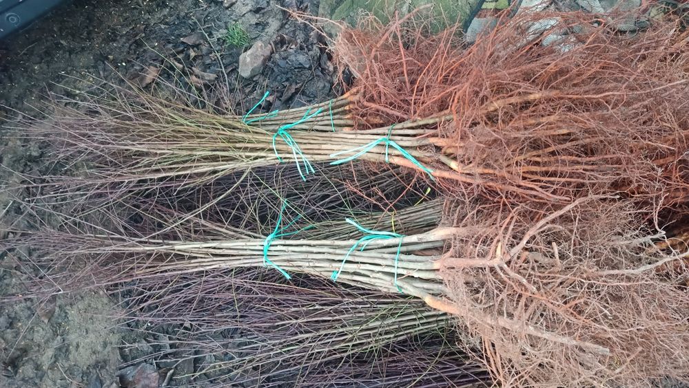 Podkładka Colt, Ałycza, gruszka KONFERENCJA pigwa s1