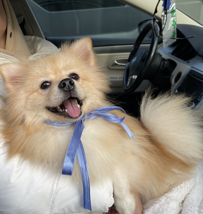 Міні-принци Померанські шпіци чекають на свої сімї