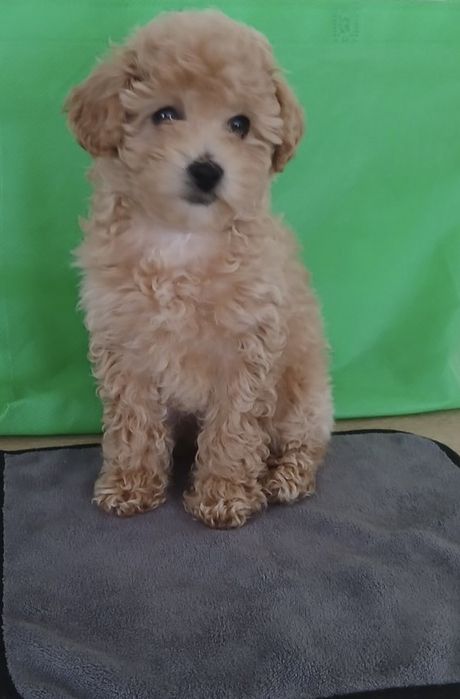 Коасивая девочка