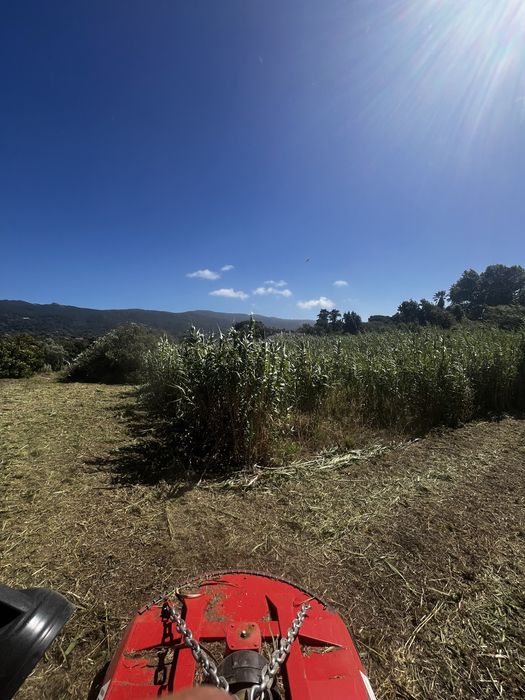 Limpeza de Terrenos - Corte de Árvores - Jardins