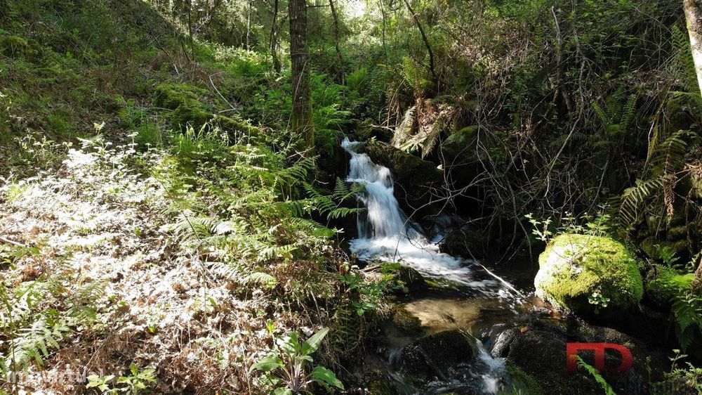 Terreno Rústico  Venda em Rio Douro,Cabeceiras de Basto