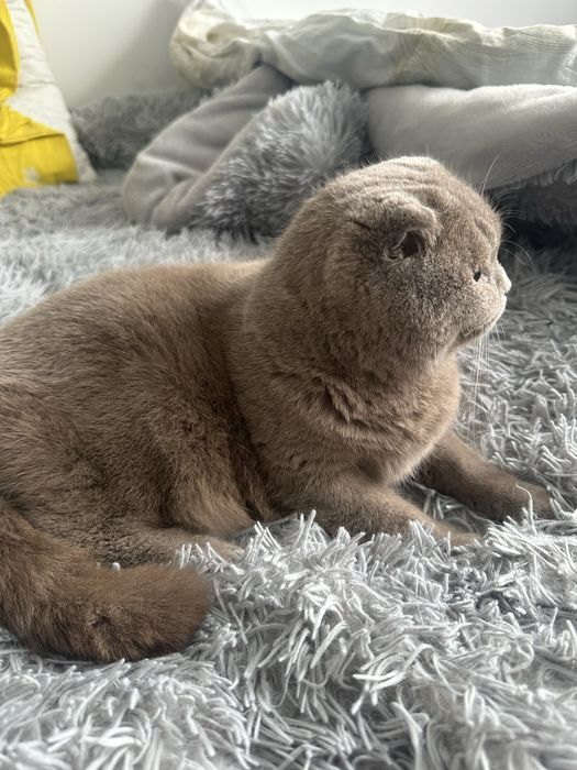 Отдам в добрые руки Кошку