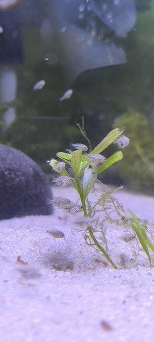 Peixe papagaios anão