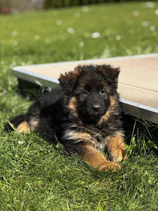 Owczarek Niemiecki Długowłosy