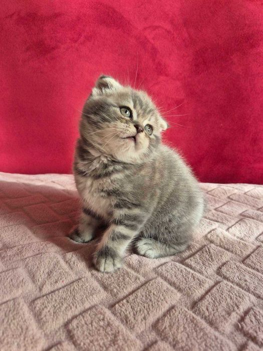 Продам шотландських кошенят, скоттиш страйт.
