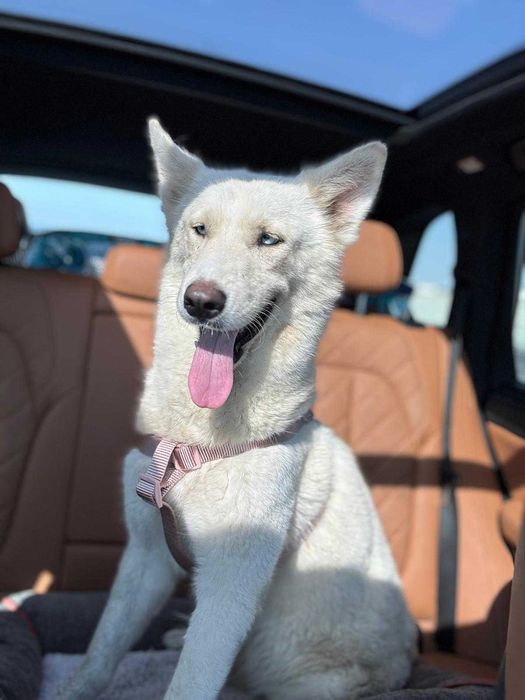 Błękitnooka śnieżynka Akire w typie husky