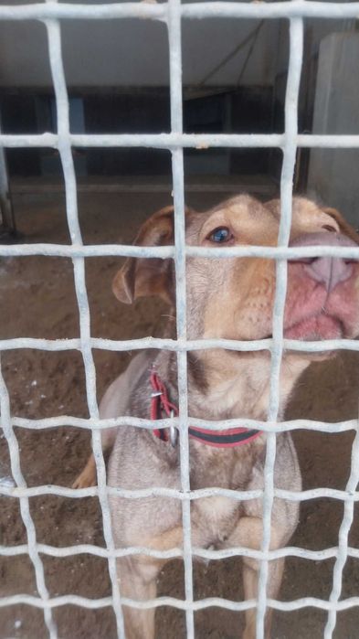 Rudy z Olsztyna szuka domu