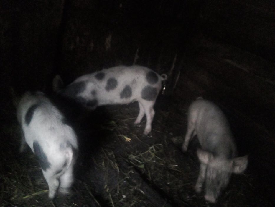 продам підрощені свинки (льошки)