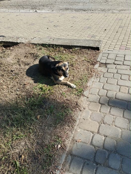 Pies z Ukrainy do adopciji