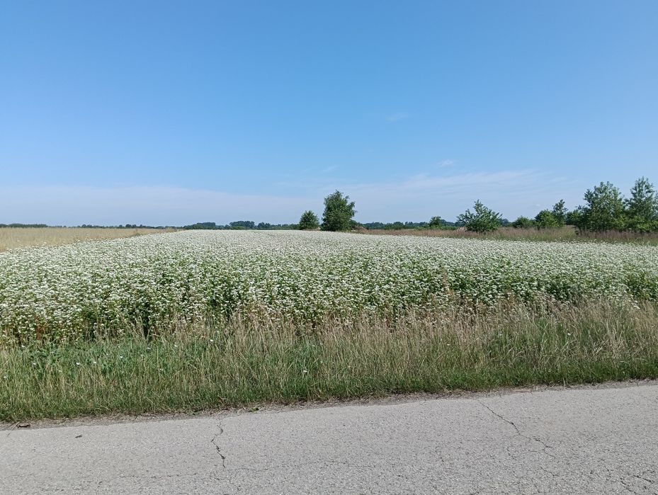 Gryka ekologiczna odmiana Korona