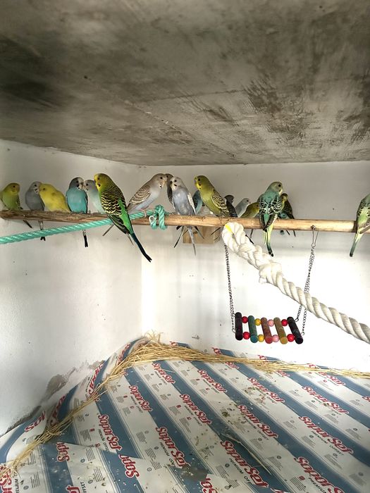 Periquitos Australianos