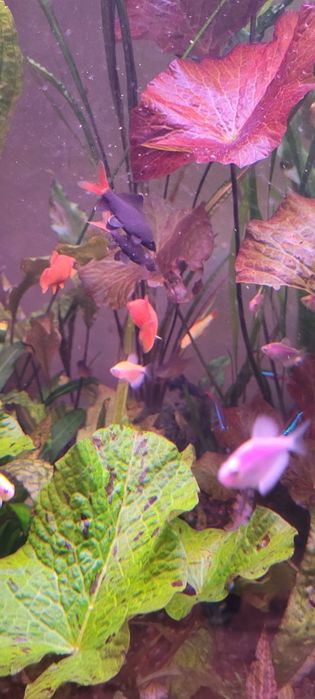 Witam sprzedam labeo