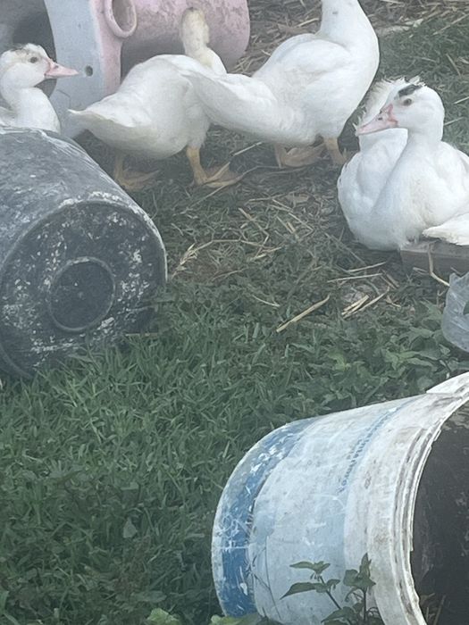 Patos mudos jovens