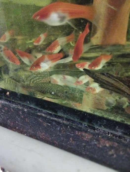 Glonojady tarlaki jasne i ciemne