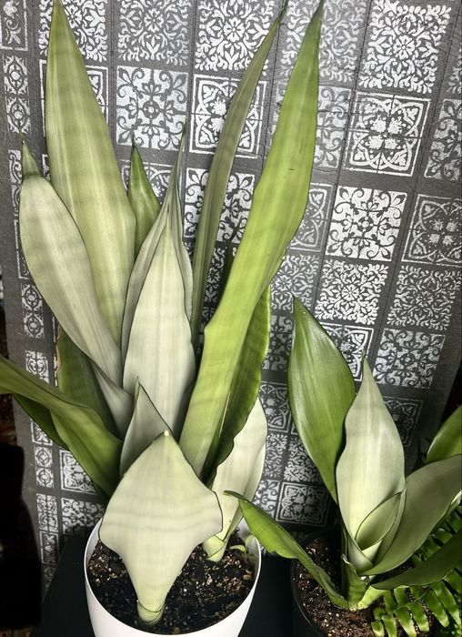 Sansevieria Moonshine wysoka