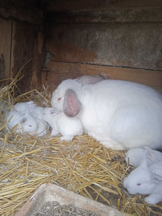 Sprzedam młode króliki