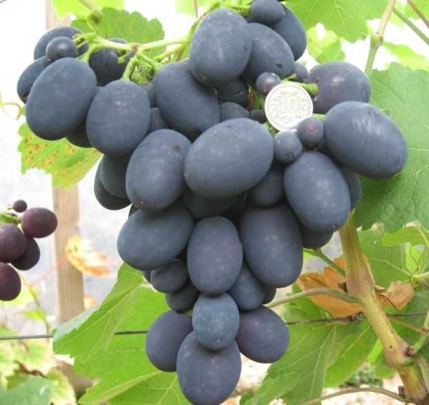 Winogron deserowy Kordianka. Sadzonka winorośli 1,8 m