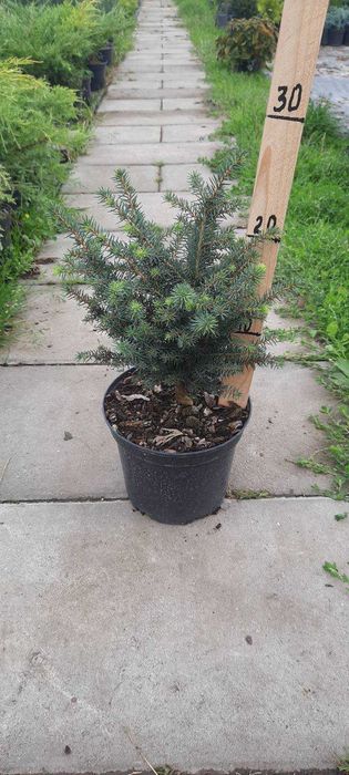 Декоративні хвойні рослини в горшках (ЗКС) ЯЛІВЦІ, ТУЇ, ЯЛИНКИ