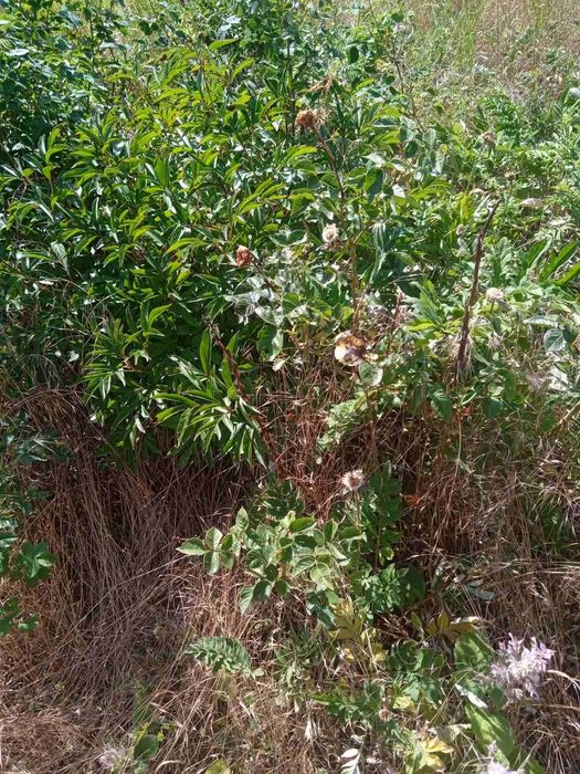 Будинок за адресою вул. Бандери Степана (площа 25 м²) - Atlanta.ua - фото 10