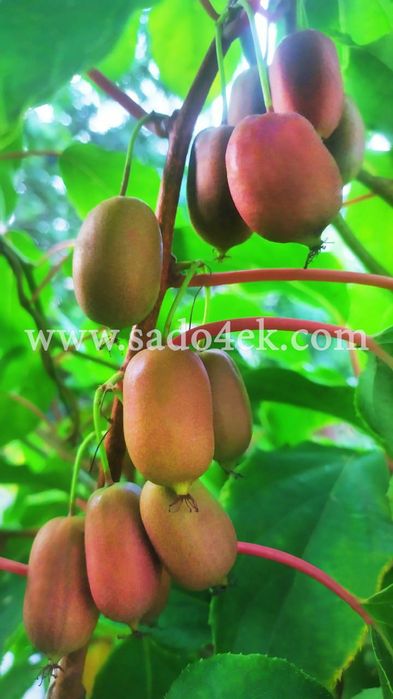 1-2-3-4летние саженцы актинидии ( мини-киви), жимолости, голубики и тд