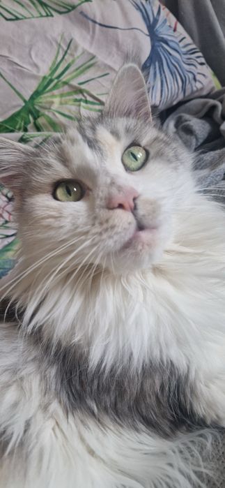 Helena Maine Coon