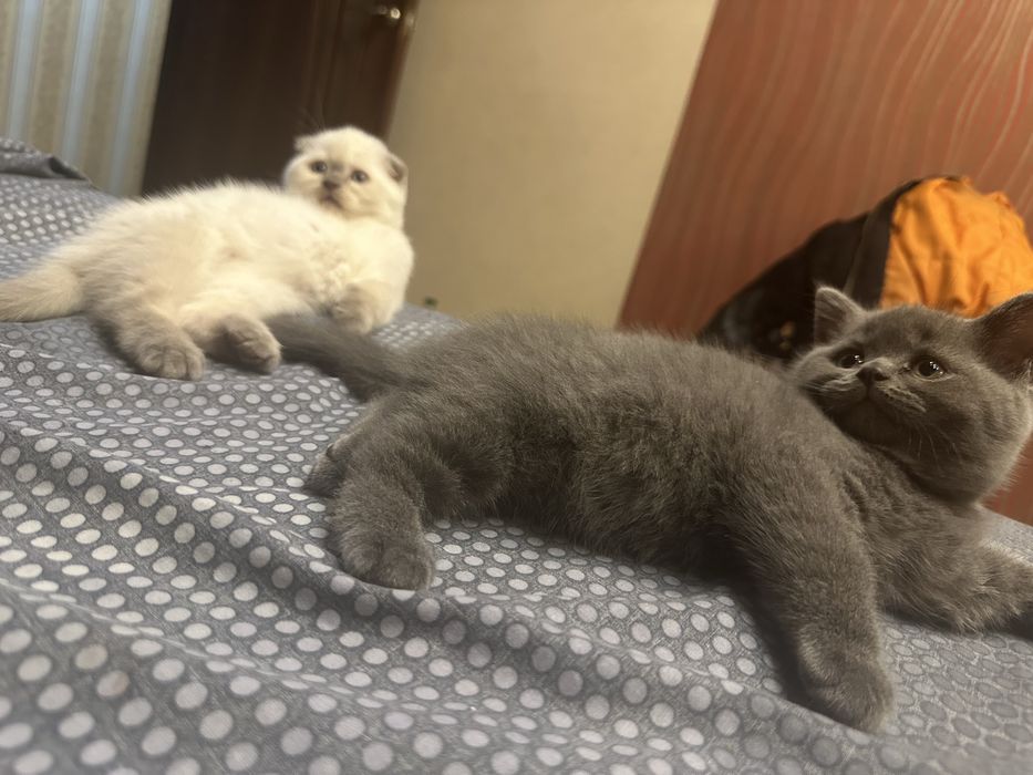 Продам веслоухих котят