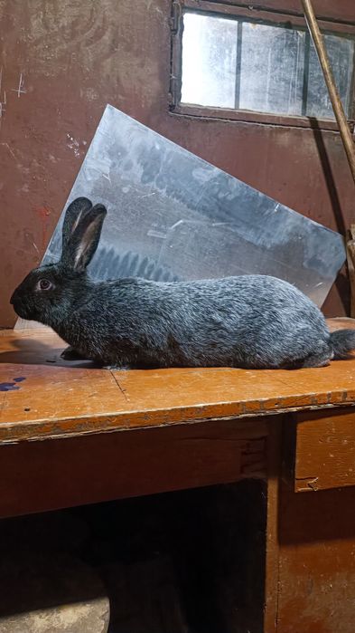 Продам Вагових кролів породи Полтавське Срібло