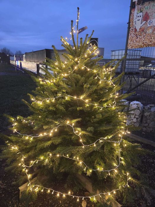 Choinki na święta – duży wybór, super ceny!